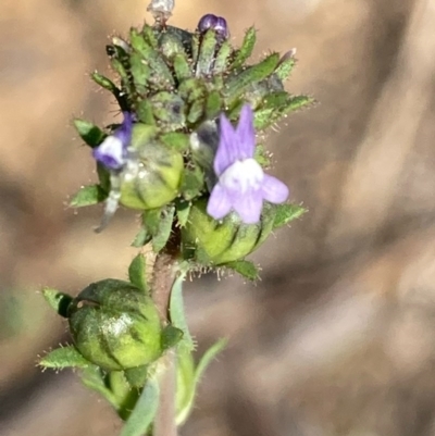 Linaria arvensis (Corn Toadflax) at Burra, NSW - 21 Oct 2020 by Safarigirl