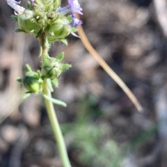 Linaria arvensis at Burra, NSW - 22 Oct 2020