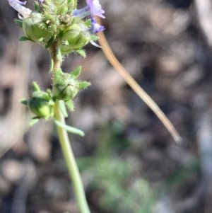 Linaria arvensis at Burra, NSW - 22 Oct 2020 10:58 AM