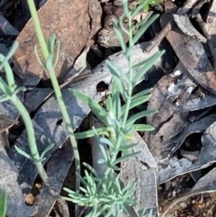 Linaria arvensis at Burra, NSW - 22 Oct 2020