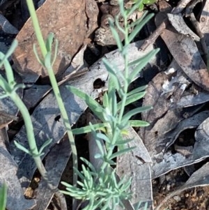 Linaria arvensis at Burra, NSW - 22 Oct 2020
