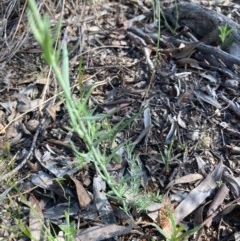 Linaria arvensis at Burra, NSW - 22 Oct 2020 10:58 AM