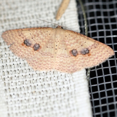 Epicyme rubropunctaria (Red-spotted Delicate) at O'Connor, ACT - 18 Oct 2020 by ibaird