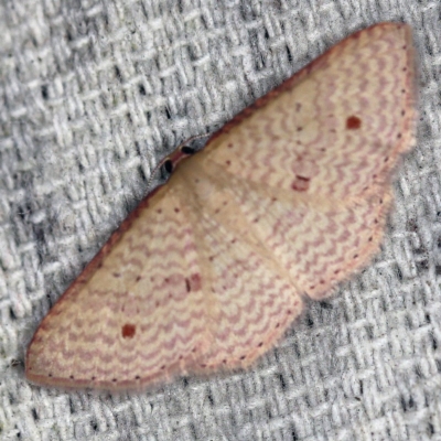 Epicyme rubropunctaria (Red-spotted Delicate) at O'Connor, ACT - 22 Oct 2020 by ibaird