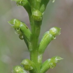 Microtis parviflora (Slender Onion Orchid) at O'Connor, ACT - 22 Oct 2020 by ConBoekel