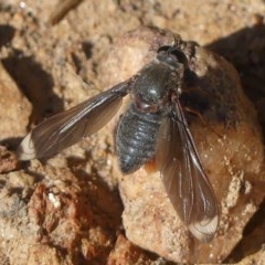 Comptosia stria (A bee fly) at Wodonga - 21 Oct 2020 by LizetteSalmon