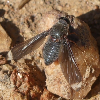 Comptosia stria (A bee fly) at Federation Hill - 21 Oct 2020 by LizetteSalmon