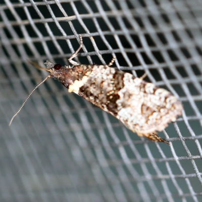 Tortricinae (subfamily) (A tortrix moth) at O'Connor, ACT - 18 Oct 2020 by ibaird