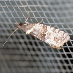 Tortricinae (subfamily) at O'Connor, ACT - 18 Oct 2020