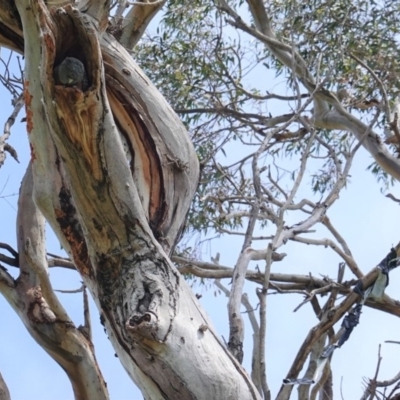 Callocephalon fimbriatum (Gang-gang Cockatoo) at Red Hill to Yarralumla Creek - 23 Oct 2020 by JackyF