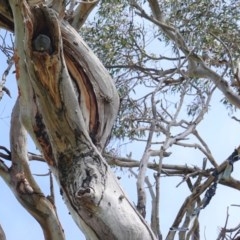 Callocephalon fimbriatum (Gang-gang Cockatoo) at Hughes Grassy Woodland - 23 Oct 2020 by JackyF