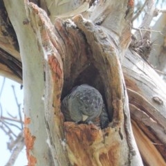 Callocephalon fimbriatum at Hughes, ACT - suppressed