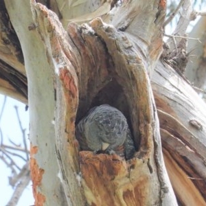 Callocephalon fimbriatum at Hughes, ACT - suppressed