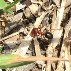 Melophorus rufoniger (Red and Black Furnace Ant) at Aranda, ACT - 23 Oct 2020 by Jubeyjubes