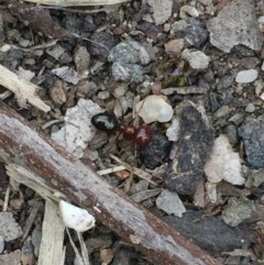 Melophorus rufoniger at Aranda, ACT - 23 Oct 2020