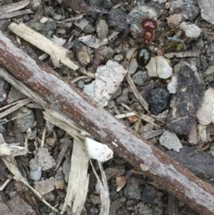 Melophorus rufoniger at Aranda, ACT - 23 Oct 2020