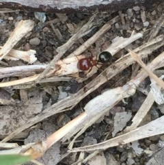 Melophorus rufoniger at Aranda, ACT - 23 Oct 2020