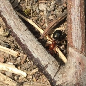 Melophorus rufoniger at Aranda, ACT - 23 Oct 2020