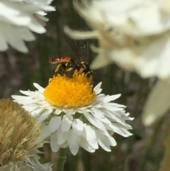 Ichneumonidae (family) (Unidentified ichneumon wasp) at Aranda, ACT - 23 Oct 2020 by Jubeyjubes