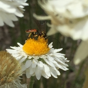 Labium sp. (genus) at Aranda, ACT - 23 Oct 2020 12:18 PM