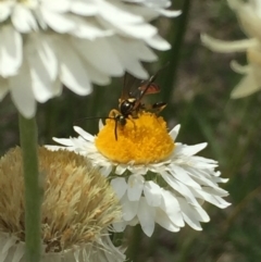 Labium sp. (genus) at Aranda, ACT - 23 Oct 2020