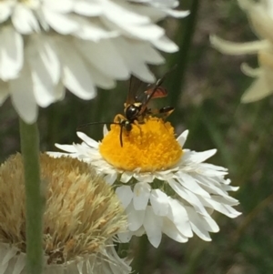 Labium sp. (genus) at Aranda, ACT - 23 Oct 2020