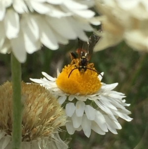 Labium sp. (genus) at Aranda, ACT - 23 Oct 2020 12:18 PM