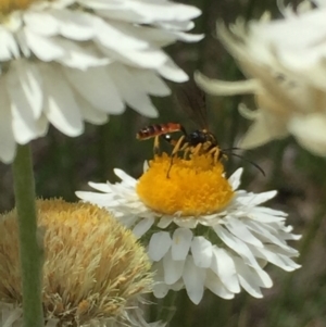 Labium sp. (genus) at Aranda, ACT - 23 Oct 2020 12:18 PM