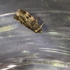 Barea atmophora (A Concealer moth) at Aranda, ACT - 22 Oct 2020 by Jubeyjubes