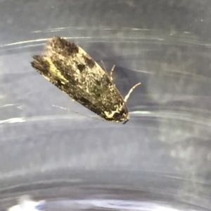 Barea atmophora at Aranda, ACT - 22 Oct 2020