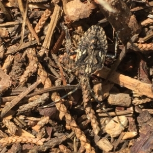 Alcaeus varicornis at Aranda, ACT - 22 Oct 2020