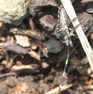 Alcaeus varicornis at Aranda, ACT - 22 Oct 2020