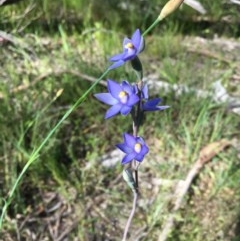 Thelymitra peniculata (Blue Star Sun-orchid) at Hawker, ACT - 23 Oct 2020 by strigo