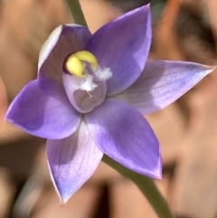 Thelymitra sp. (pauciflora complex) at Burra, NSW - 22 Oct 2020