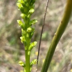 Microtis parviflora (Slender Onion Orchid) at Burra, NSW - 22 Oct 2020 by Safarigirl