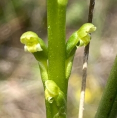 Microtis parviflora at Burra, NSW - 22 Oct 2020