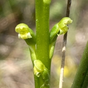 Microtis parviflora at Burra, NSW - 22 Oct 2020