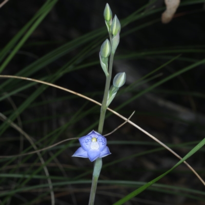 Thelymitra simulata (Graceful Sun-orchid) at Black Mountain - 22 Oct 2020 by jb2602