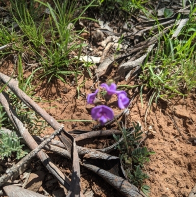 Swainsona sericea (Silky Swainson-Pea) at Red Hill Nature Reserve - 22 Oct 2020 by mainsprite