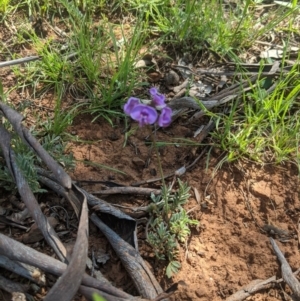 Swainsona sericea at Red Hill, ACT - 22 Oct 2020