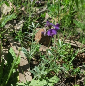 Swainsona sericea at Red Hill, ACT - 22 Oct 2020 02:10 PM