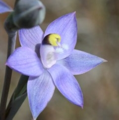 Thelymitra sp. (pauciflora complex) (Sun Orchid) at O'Connor, ACT - 22 Oct 2020 by ConBoekel