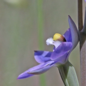 Thelymitra sp. (pauciflora complex) at O'Connor, ACT - 23 Oct 2020