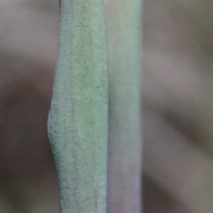 Thelymitra sp. (pauciflora complex) at O'Connor, ACT - 23 Oct 2020