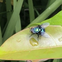 Unverified True fly (Diptera) at Berry, NSW - 23 Oct 2020 by Username279