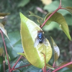 Calliphoridae (family) (Unidentified blowfly) at Berry, NSW - 23 Oct 2020 by Username279