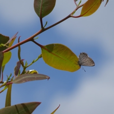 Acrodipsas myrmecophila (Small Ant-blue Butterfly) at Symonston, ACT by Mike