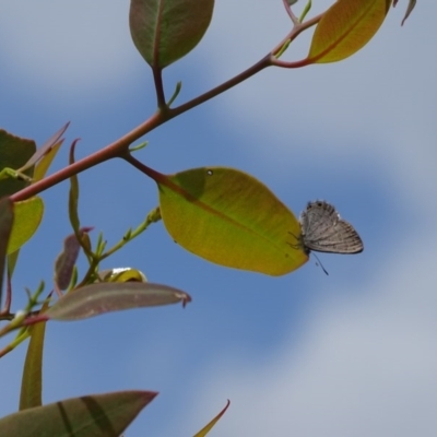 Acrodipsas myrmecophila (Small Ant-blue Butterfly) at Mount Mugga Mugga - 23 Oct 2020 by Mike
