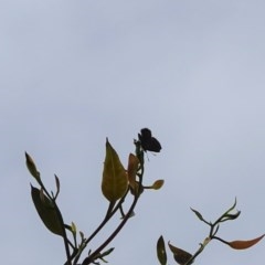 Acrodipsas myrmecophila at suppressed - suppressed