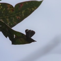 Acrodipsas myrmecophila at suppressed - suppressed